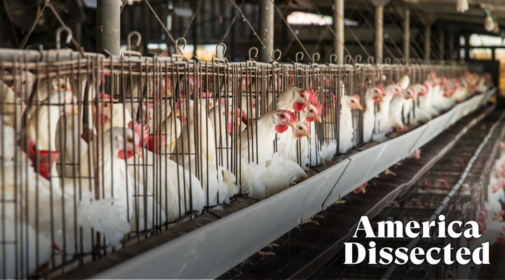 LISTEN: Factory Farming Fails